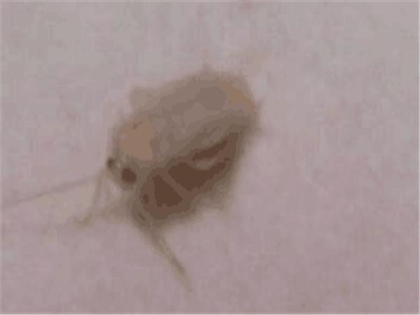 杀虫小窍门有哪些？驱虫的小妙招(图1)