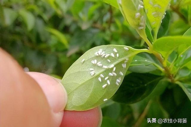 小小白粉虱农业大危害！白粉虱反复发生如何彻底防治？(图1)