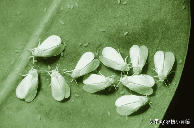 小小白粉虱农业大危害！白粉虱反复发生如何彻底防治？(图2)