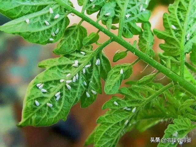 小小白粉虱农业大危害！白粉虱反复发生如何彻底防治？(图3)