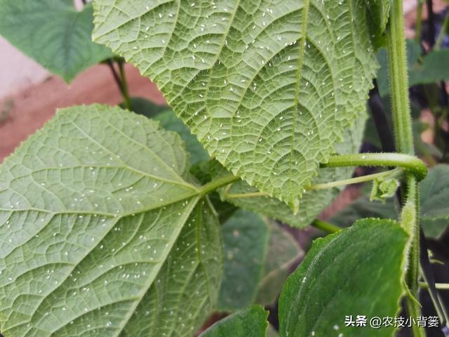 小小白粉虱农业大危害！白粉虱反复发生如何彻底防治？(图5)
