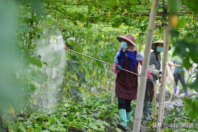 小小白粉虱农业大危害！白粉虱反复发生如何彻底防治？(图8)