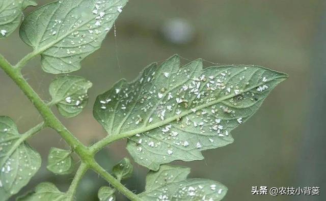 小小白粉虱农业大危害！白粉虱反复发生如何彻底防治？(图7)