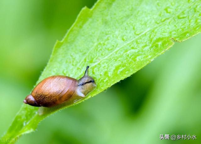 蜗牛、菜青虫用什么药防治效果最好？这样防治一次就解决(图1)