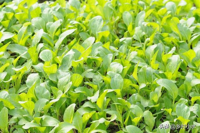 蜗牛、菜青虫用什么药防治效果最好？这样防治一次就解决(图3)
