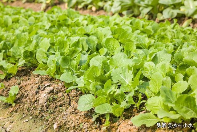 蜗牛、菜青虫用什么药防治效果最好？这样防治一次就解决(图5)