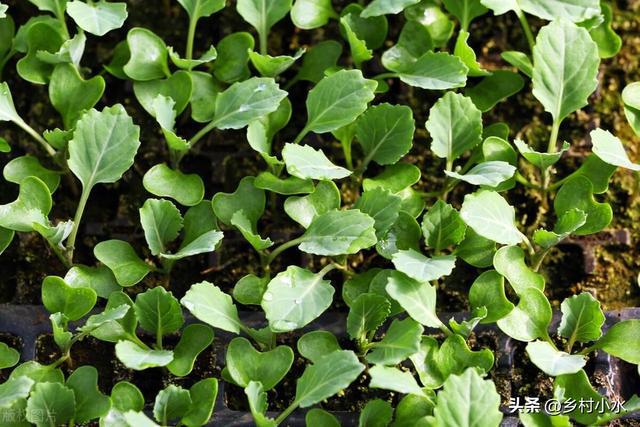 蜗牛、菜青虫用什么药防治效果最好？这样防治一次就解决(图6)