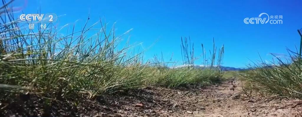 设立监测点、无人机撒药……新疆昌吉多措并举治理虫害(图1)
