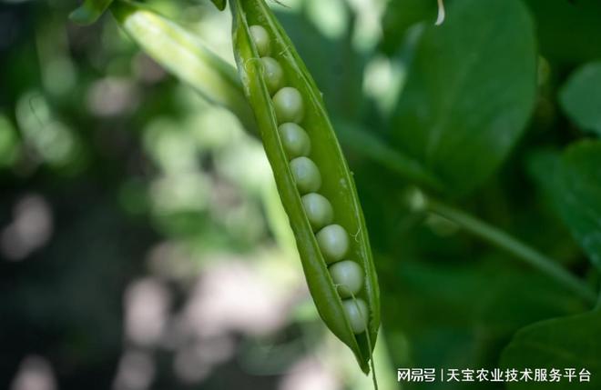 注意了！豌豆不能和葱蒜套种！辣椒不能和豇豆套种！到底啥原因？(图1)