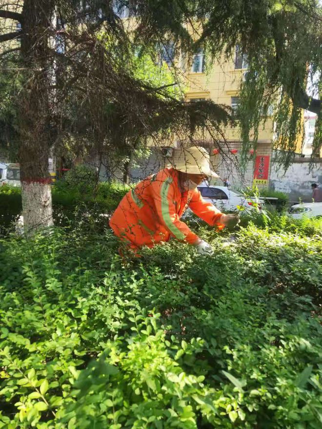 开展蚊蝇专项消杀营造健康居住环境(图1)