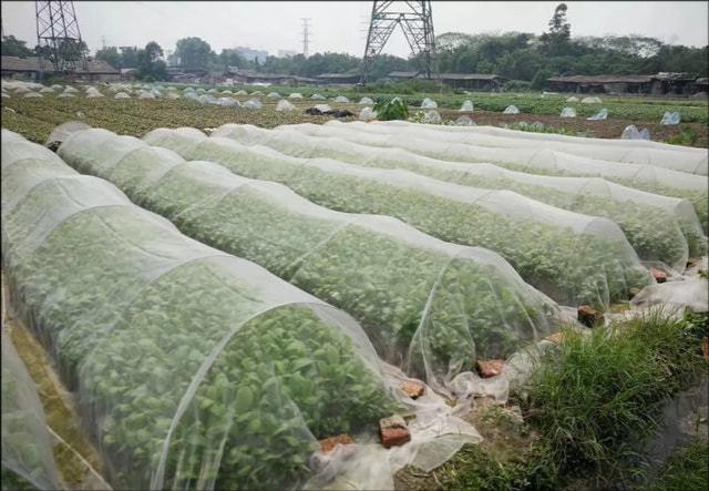 菜园里的害虫如何无毒清除？(图1)