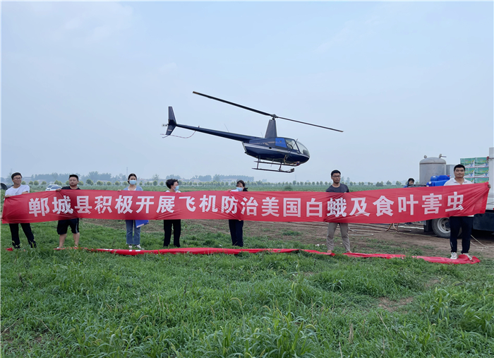 郸城：低空飞防消灭美国白蛾等害虫(图1)