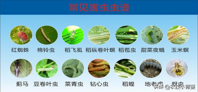 这种杀虫剂几分钟就能击倒害虫当天就能大量死虫你用过它吗？(图1)