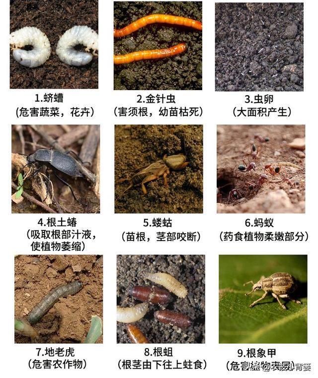 这种杀虫剂几分钟就能击倒害虫当天就能大量死虫你用过它吗？(图2)