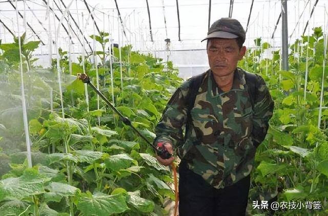 这种杀虫剂几分钟就能击倒害虫当天就能大量死虫你用过它吗？(图6)
