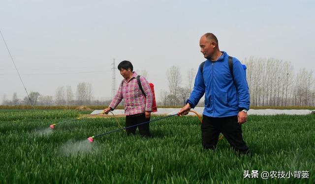 这种杀虫剂几分钟就能击倒害虫当天就能大量死虫你用过它吗？(图7)