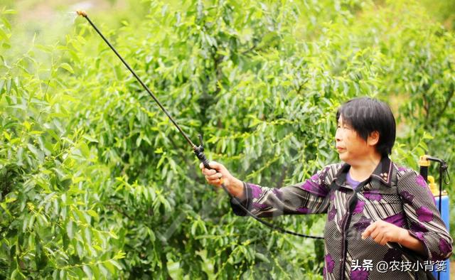 这种杀虫剂几分钟就能击倒害虫当天就能大量死虫你用过它吗？(图10)