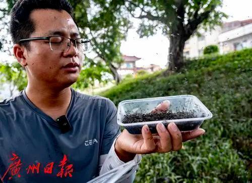 广州一村每周放30万只不咬人的蚊子创新“以蚊治蚊”技术(图1)