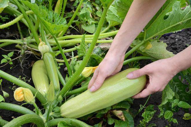 不用农药如何杀死蔬菜上的害虫？老农教你一招迫使害虫远离农田(图3)