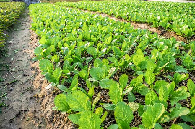 不用农药如何杀死蔬菜上的害虫？老农教你一招迫使害虫远离农田(图1)