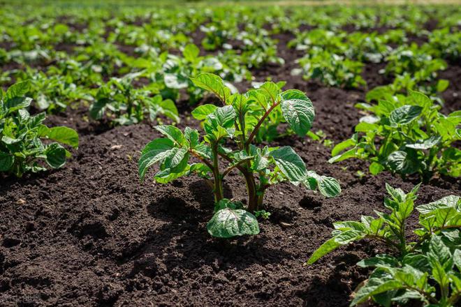 不用农药如何杀死蔬菜上的害虫？老农教你一招迫使害虫远离农田(图4)