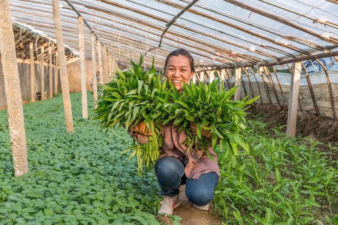 不用农药如何杀死蔬菜上的害虫？老农教你一招迫使害虫远离农田(图6)