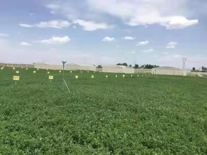 蝗虫、草地螟、苜蓿虫治理难？草地害虫绿色防控技术了解一下(图1)