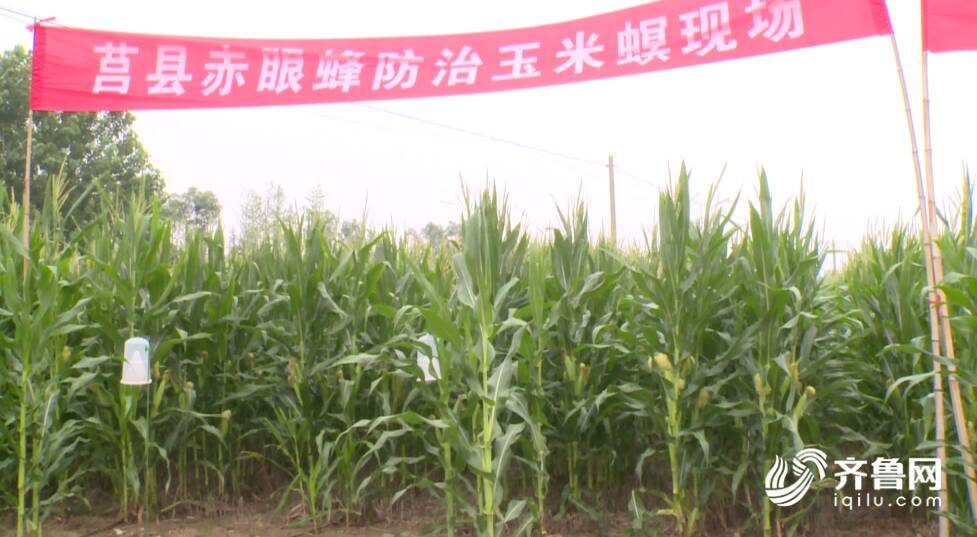 日照莒县：无人机释放赤眼蜂绿色生物防控玉米螟(图1)