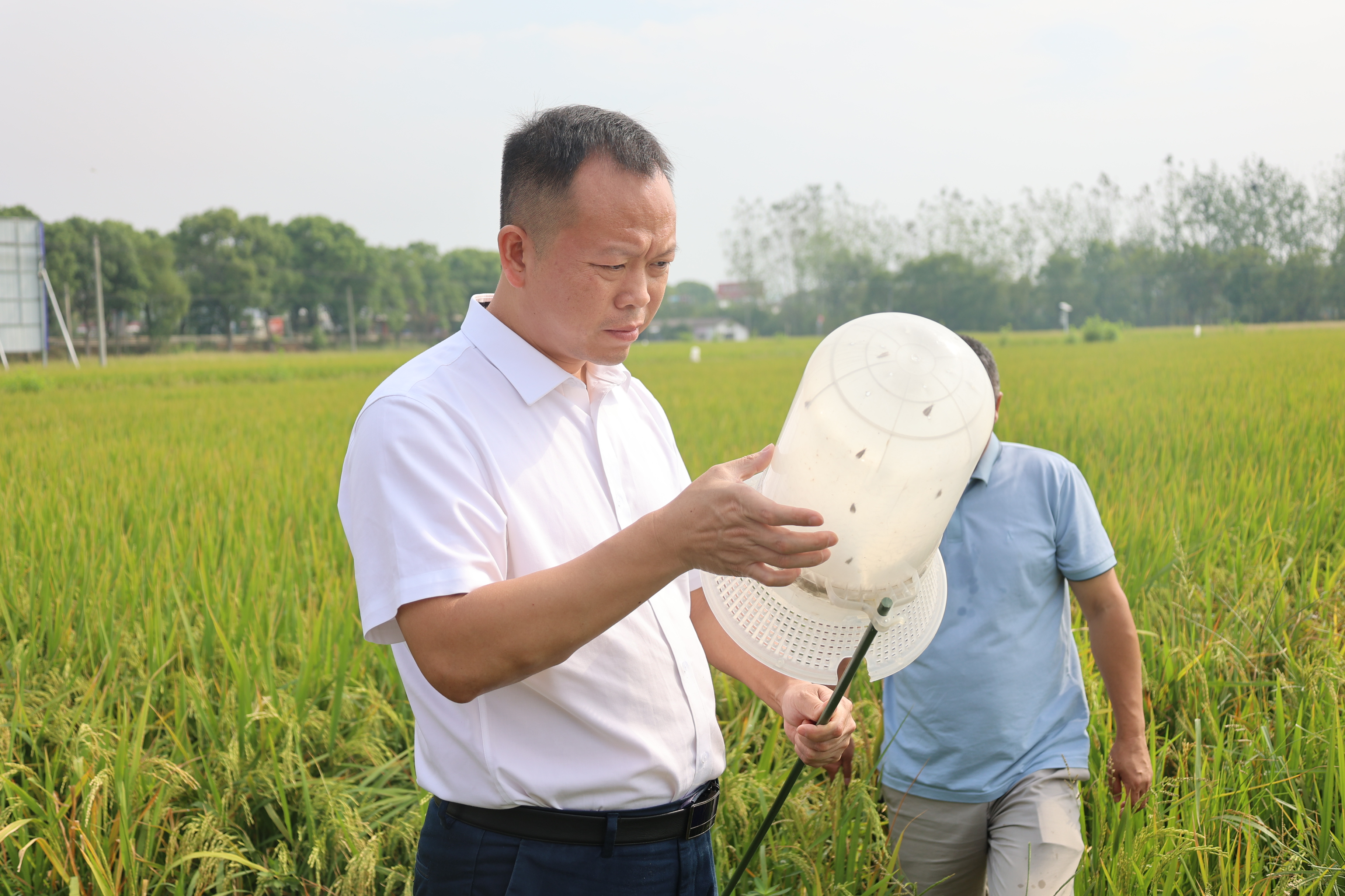 省植保植检站专家来华容调研指导秋粮重大病虫害防控工作(图1)