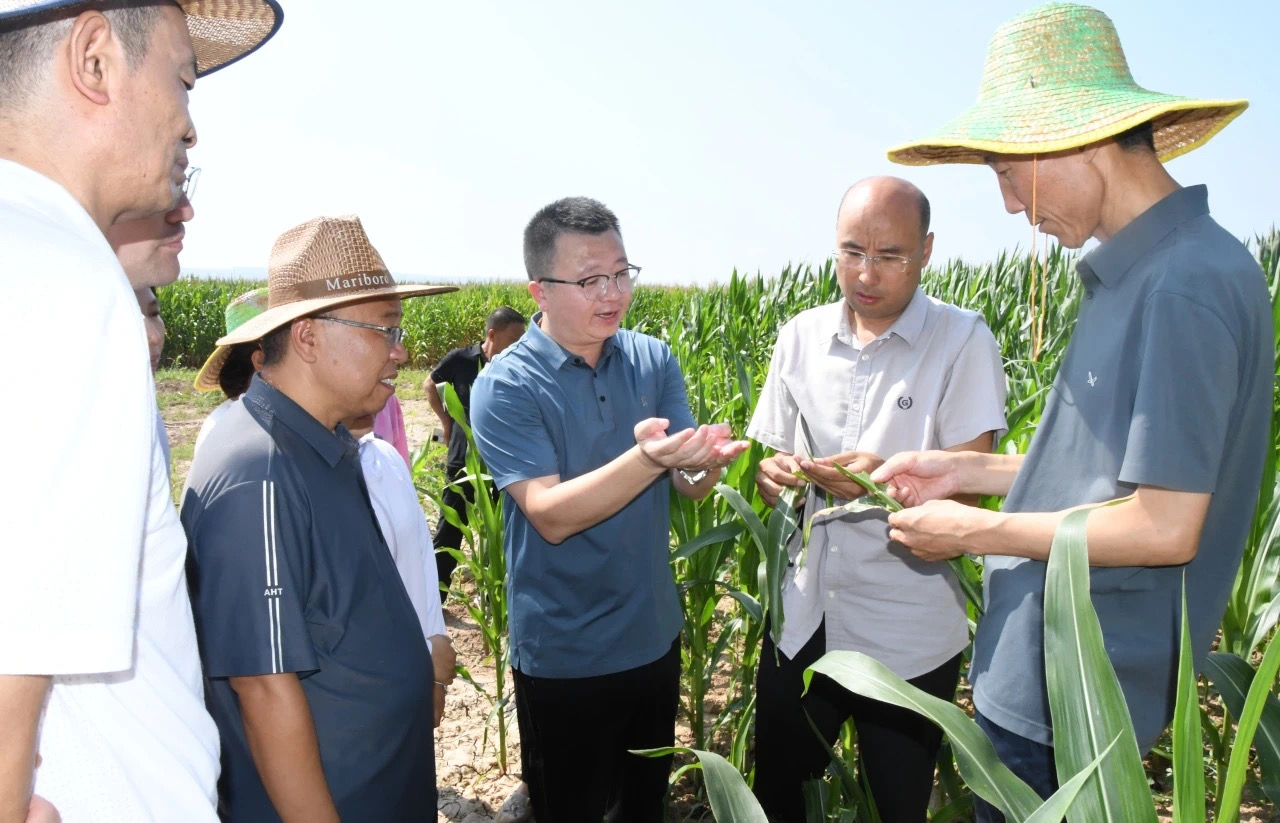 山西省运城市农业农村局积极开展玉米病虫害监测防控技术指导工作(图1)