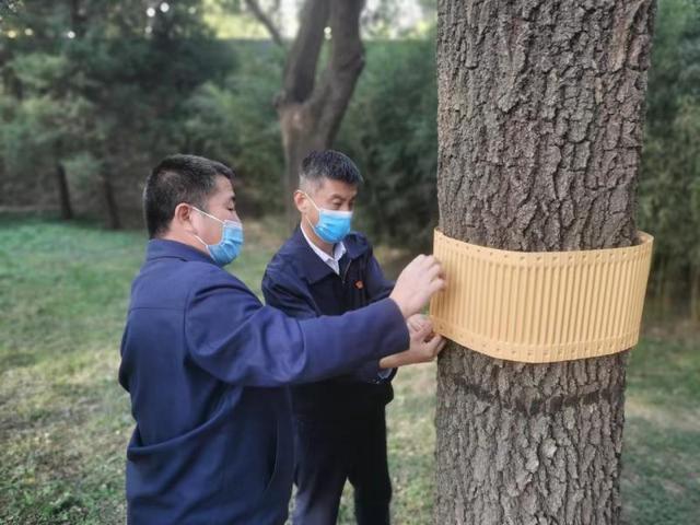 第三代美国白蛾进入化蛹高峰期北京将紧盯这些区域除治害虫(图3)