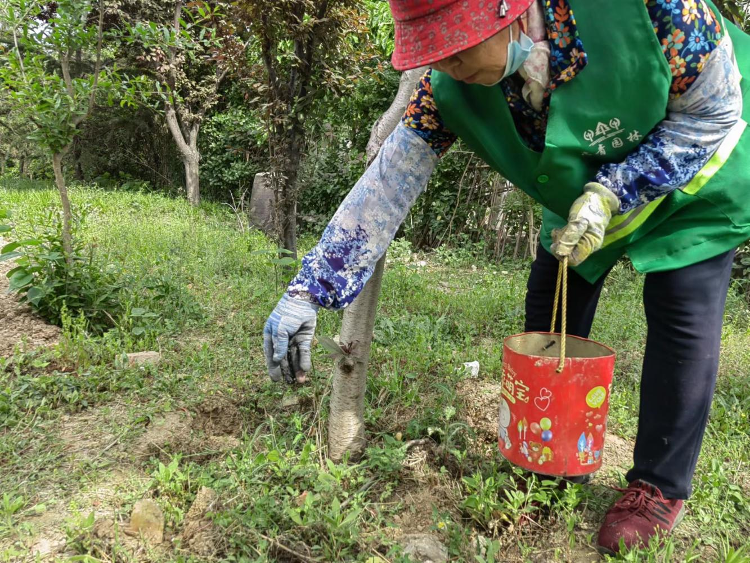 高青县综合行政执法局开展病虫害防治工作为园林绿植“保驾护航”(图3)