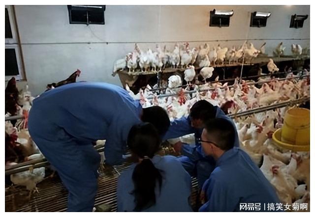 在猪的养殖中其传染性胃肠炎与流行性腹泻该如何进行防控？(图1)
