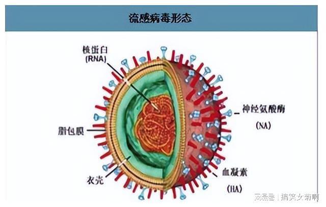 在猪的养殖中其传染性胃肠炎与流行性腹泻该如何进行防控？(图3)