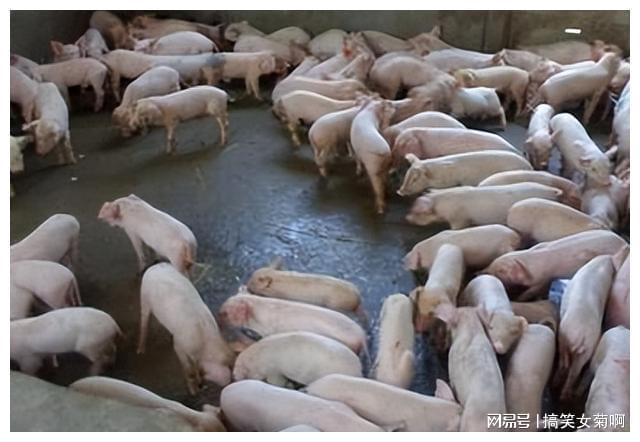 在猪的养殖中其传染性胃肠炎与流行性腹泻该如何进行防控？(图6)