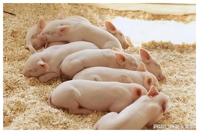 在猪的养殖中其传染性胃肠炎与流行性腹泻该如何进行防控？(图7)