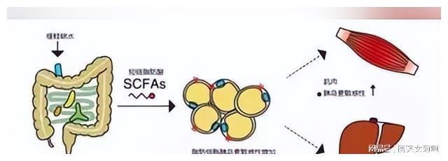 在猪的养殖中其传染性胃肠炎与流行性腹泻该如何进行防控？(图11)