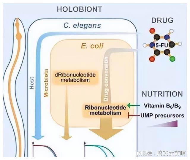 在猪的养殖中其传染性胃肠炎与流行性腹泻该如何进行防控？(图8)