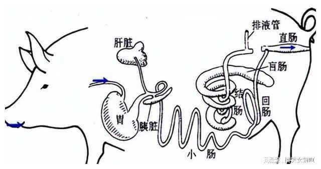 在猪的养殖中其传染性胃肠炎与流行性腹泻该如何进行防控？(图15)