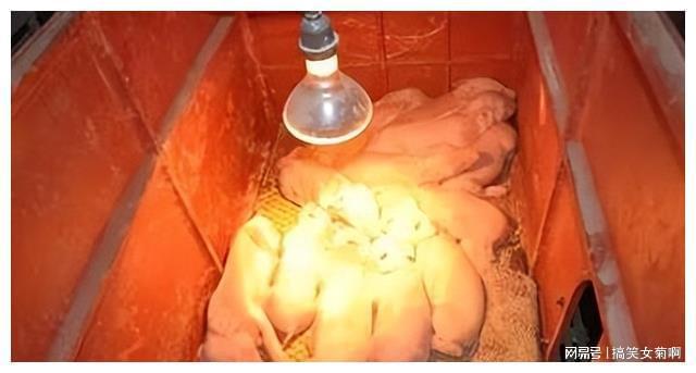 在猪的养殖中其传染性胃肠炎与流行性腹泻该如何进行防控？(图13)