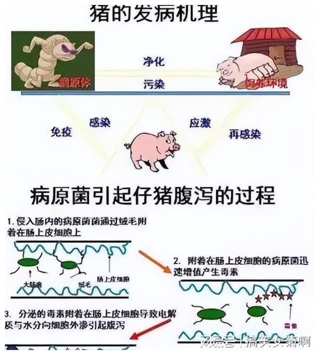 在猪的养殖中其传染性胃肠炎与流行性腹泻该如何进行防控？(图17)