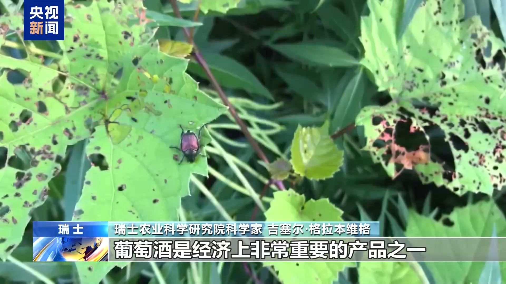 总台记者探访丨日本金龟子侵入瑞士科学家寻找应对之策(图3)