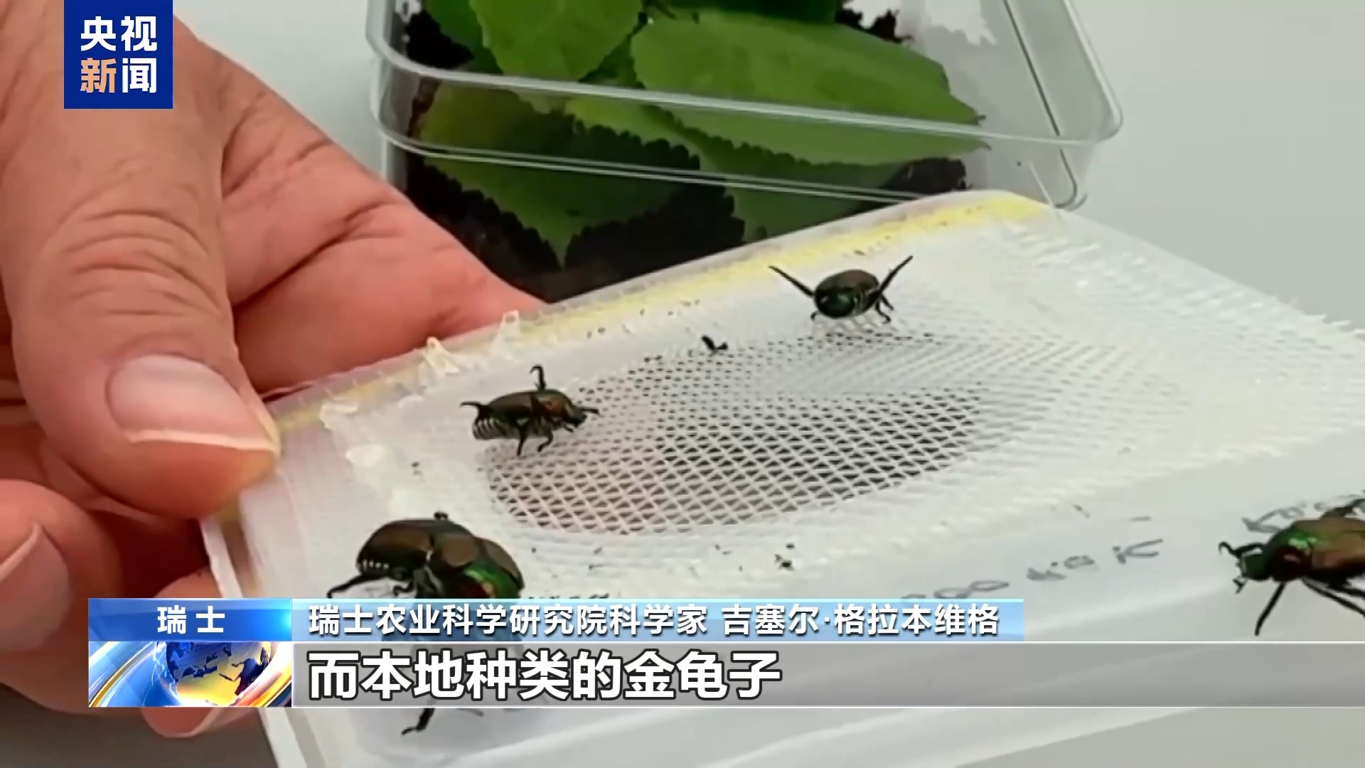 总台记者探访丨日本金龟子侵入瑞士科学家寻找应对之策(图6)