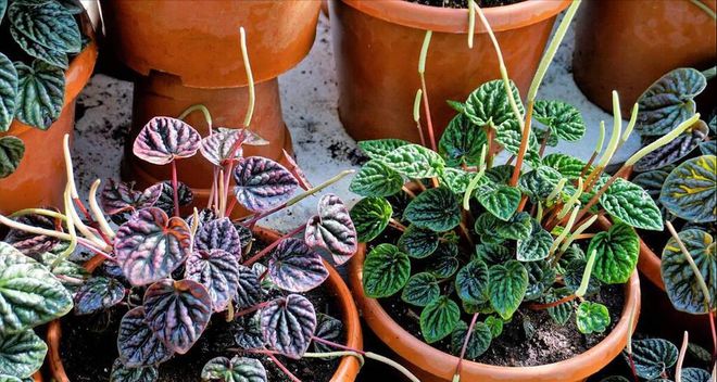 种植金线莲前景如何(图1)