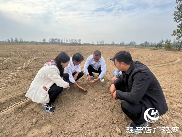 驻马店农技人员指导麦播期小麦草害防治(图1)