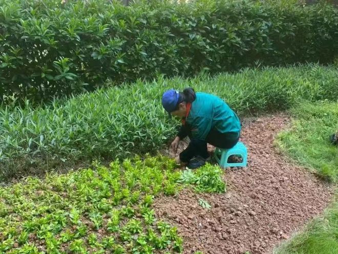 龙光地产：打造宜居生态环境阳光华府获评“绿美住宅小区”(图6)