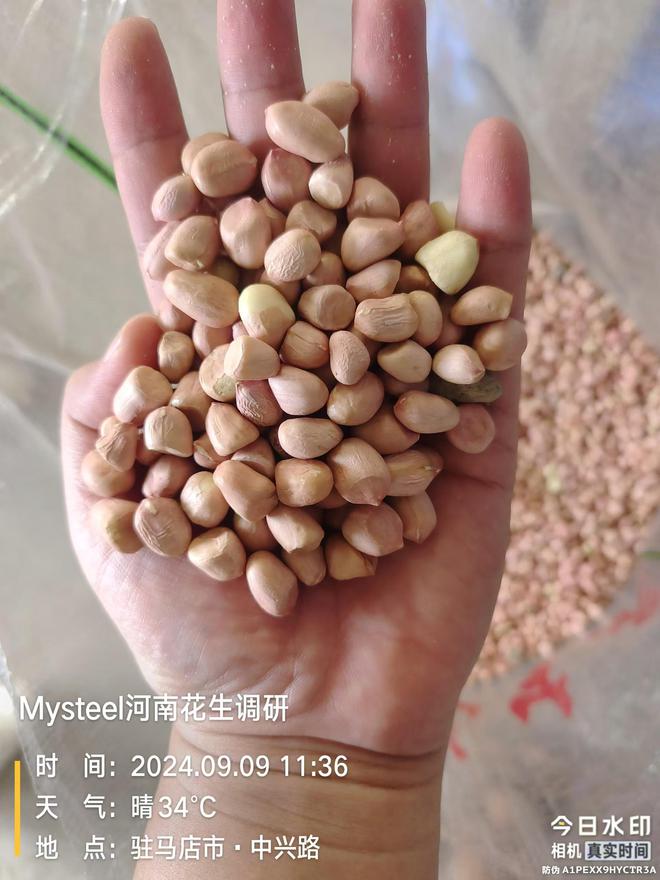 Mysteel解读：河南花生调研（二）(图1)