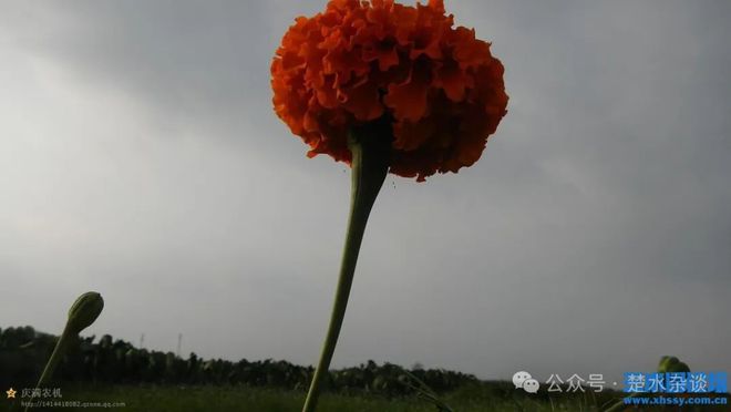 兴化菊花之思(图1)