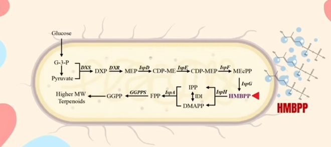 合成生物立大功！高中生搞出灭蚊“黑科技”荣获全球大奖！(图3)