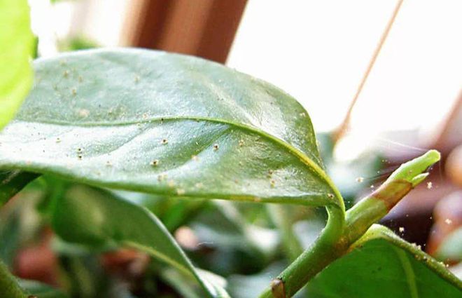 合成生物立大功！高中生搞出灭蚊“黑科技”荣获全球大奖！(图6)
